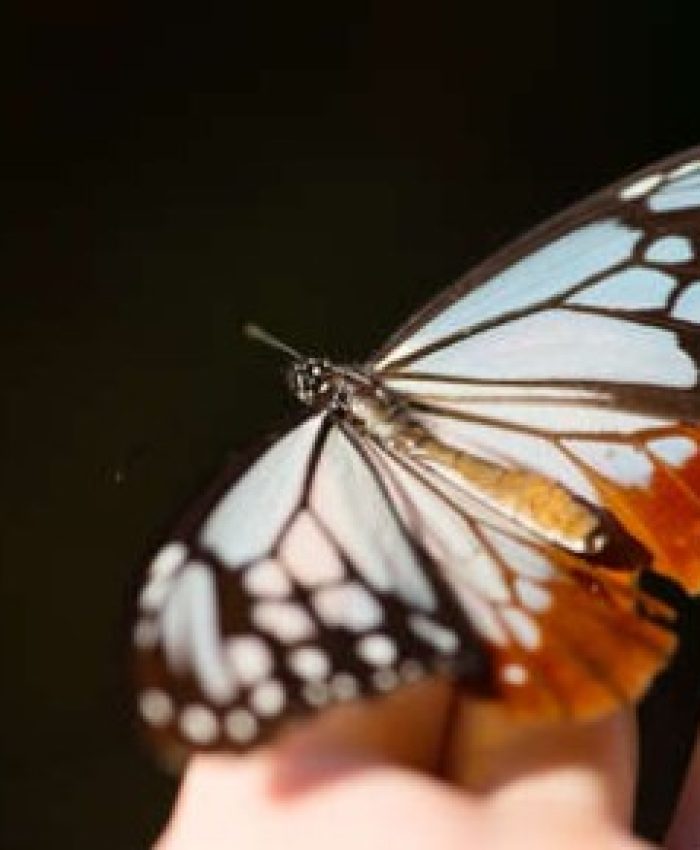 borboleta voa 3.000 Km do Japão a Hong Kong, um recorde migratório!